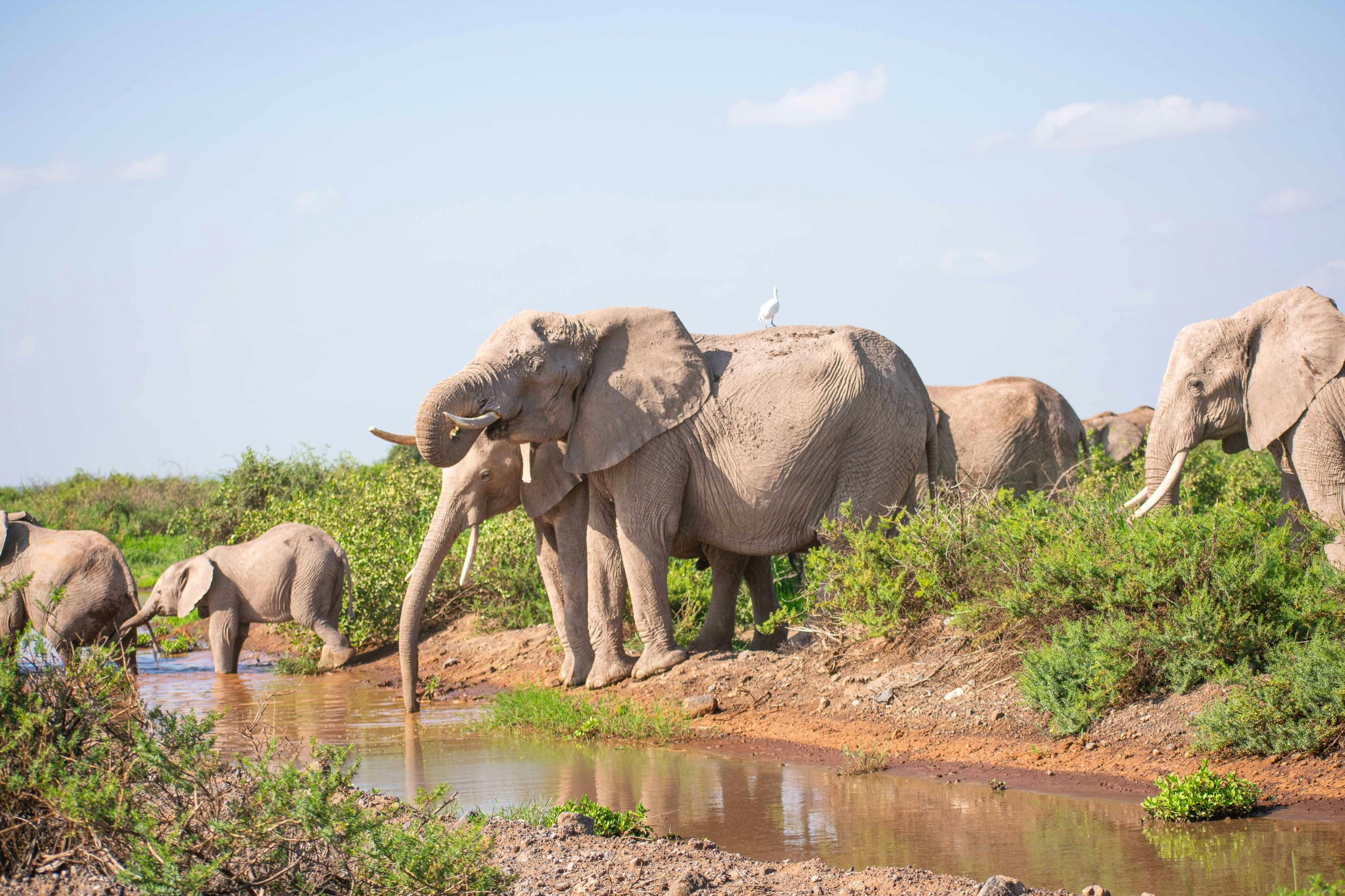 elephant_herd_in_amboseli_national_park_kenya elephant_herd_in_amboseli_national_park_kenya