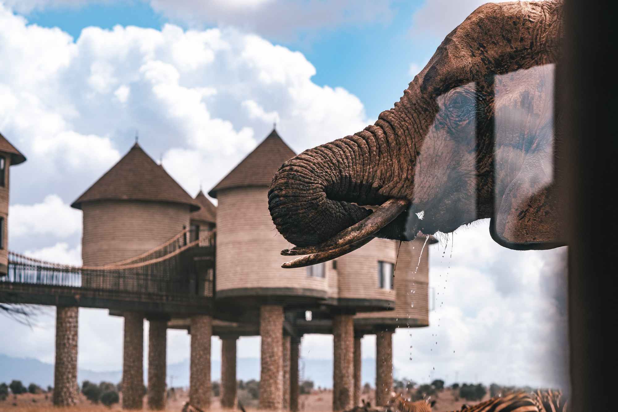 Salt-Lick-Safari-Lodge-Elephants Salt-Lick-Safari-Lodge-Elephants