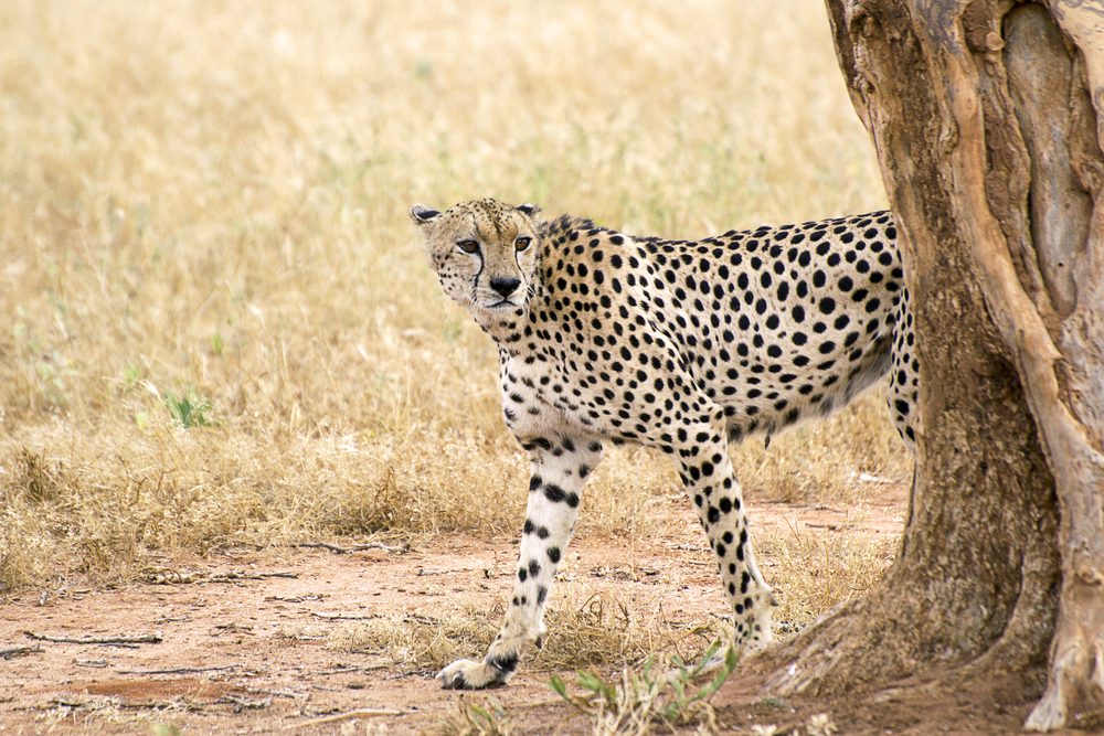 Tsavo West National Park cheetah Tsavo West National Park cheetah