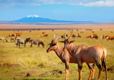 Wildlife-in-Amboseli-National-Park