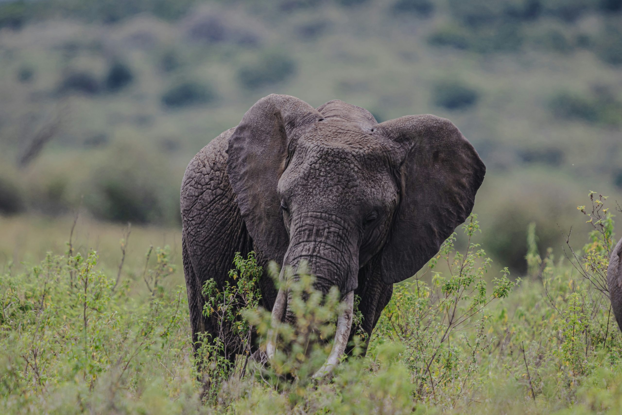 a large elephant walking through a lush green field a large elephant walking through a lush green field