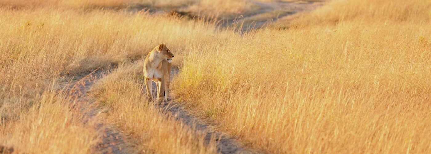 Masai-Mara-Kenya-Magical-Lion-Safaris