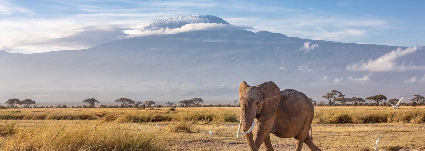 african-elephant-in-amboseli-national-park-with-kilimanjaro-in-the-background african-elephant-in-amboseli-national-park-with-kilimanjaro-in-the-background