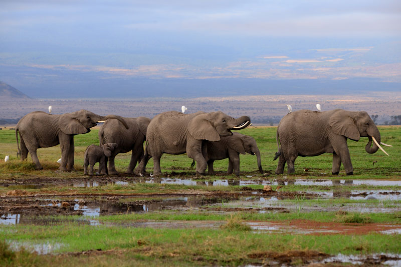 elephant-amboseli