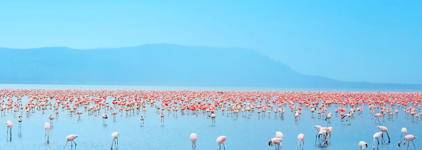 lake-nakuru-flamingoes lake-nakuru-flamingoes